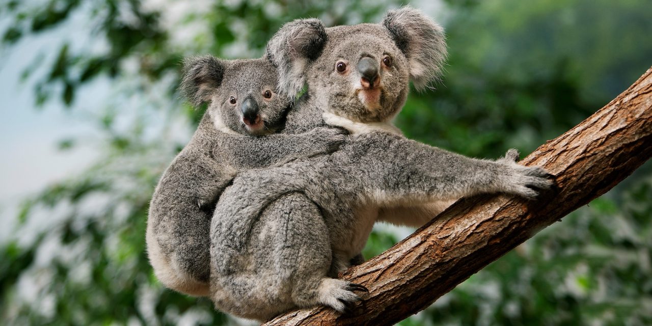 rodina koala