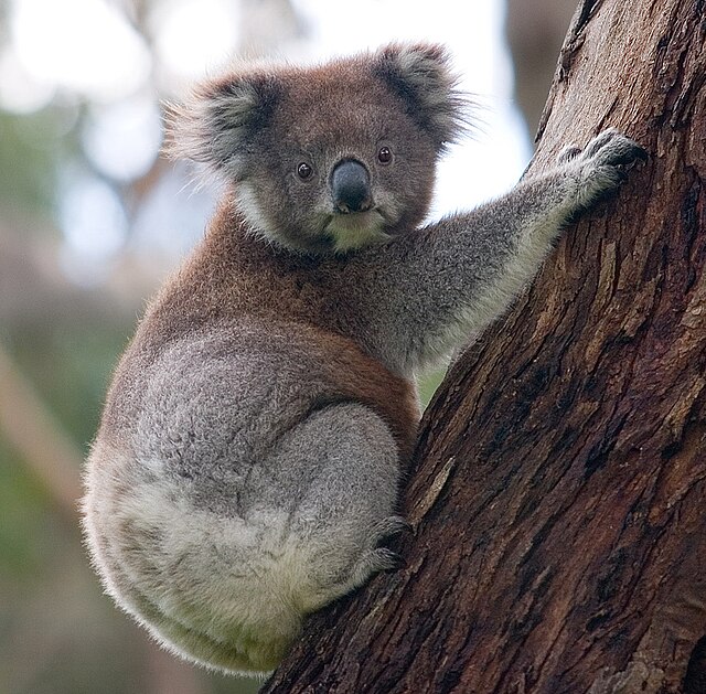 koala na strome